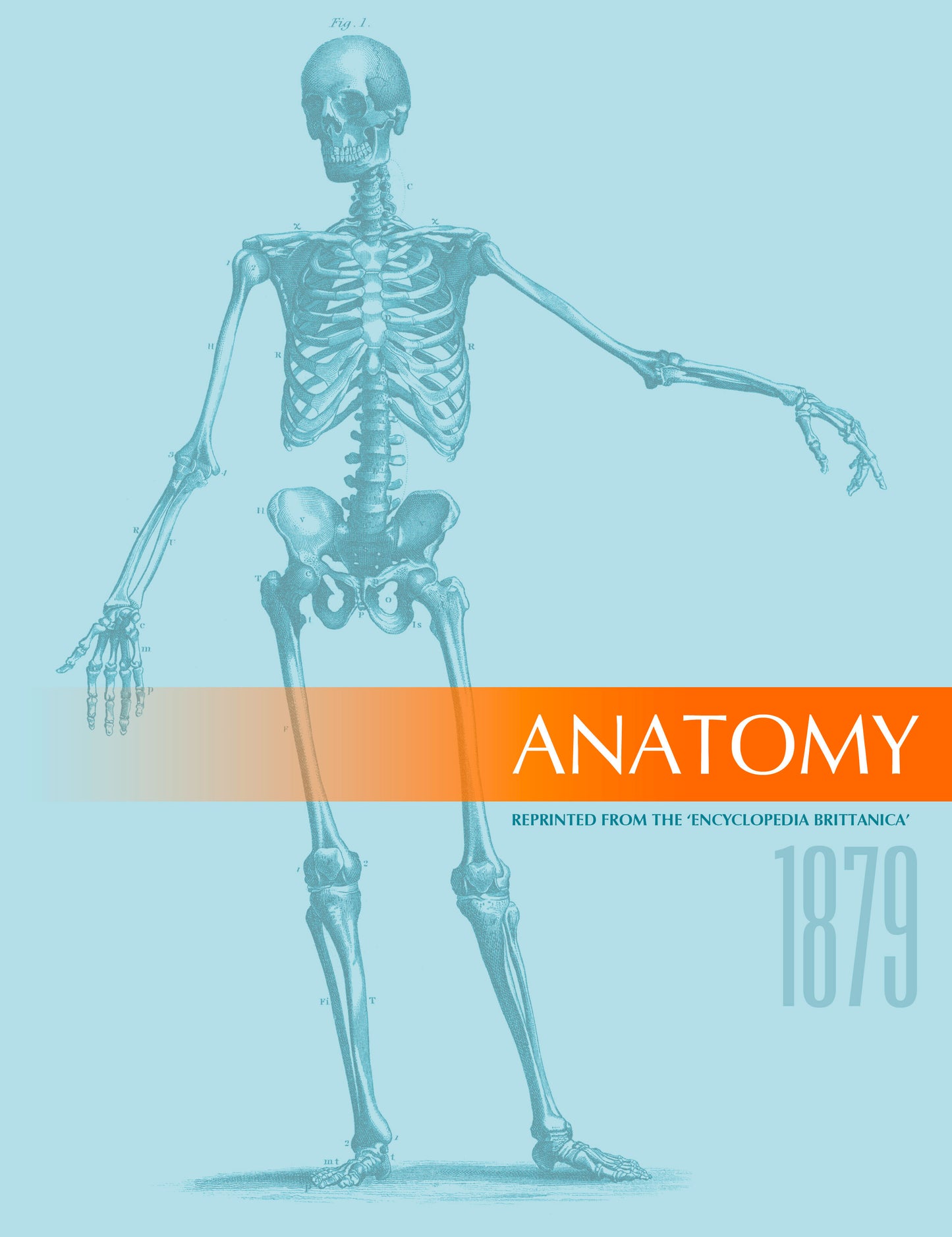 Anatomy 1879