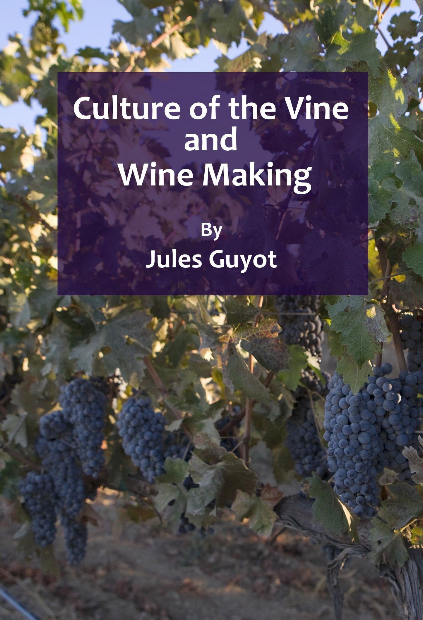 Culture of the Vine and Wine Making